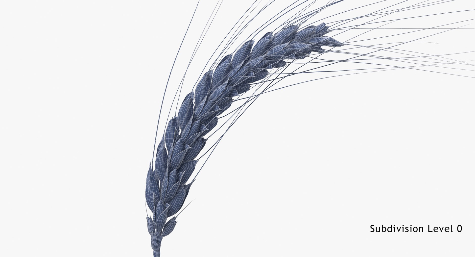 3D wheat branch 01 https://p.turbosquid.com/ts-thumb/hW/mGnV1s/kL/wheat_branch_01_subdiv0/jpg/1614007467/1920x1080/fit_q87/b221ce2f8a9875f04e114c431ab9ef3da3370871/wheat_branch_01_subdiv0.jpg