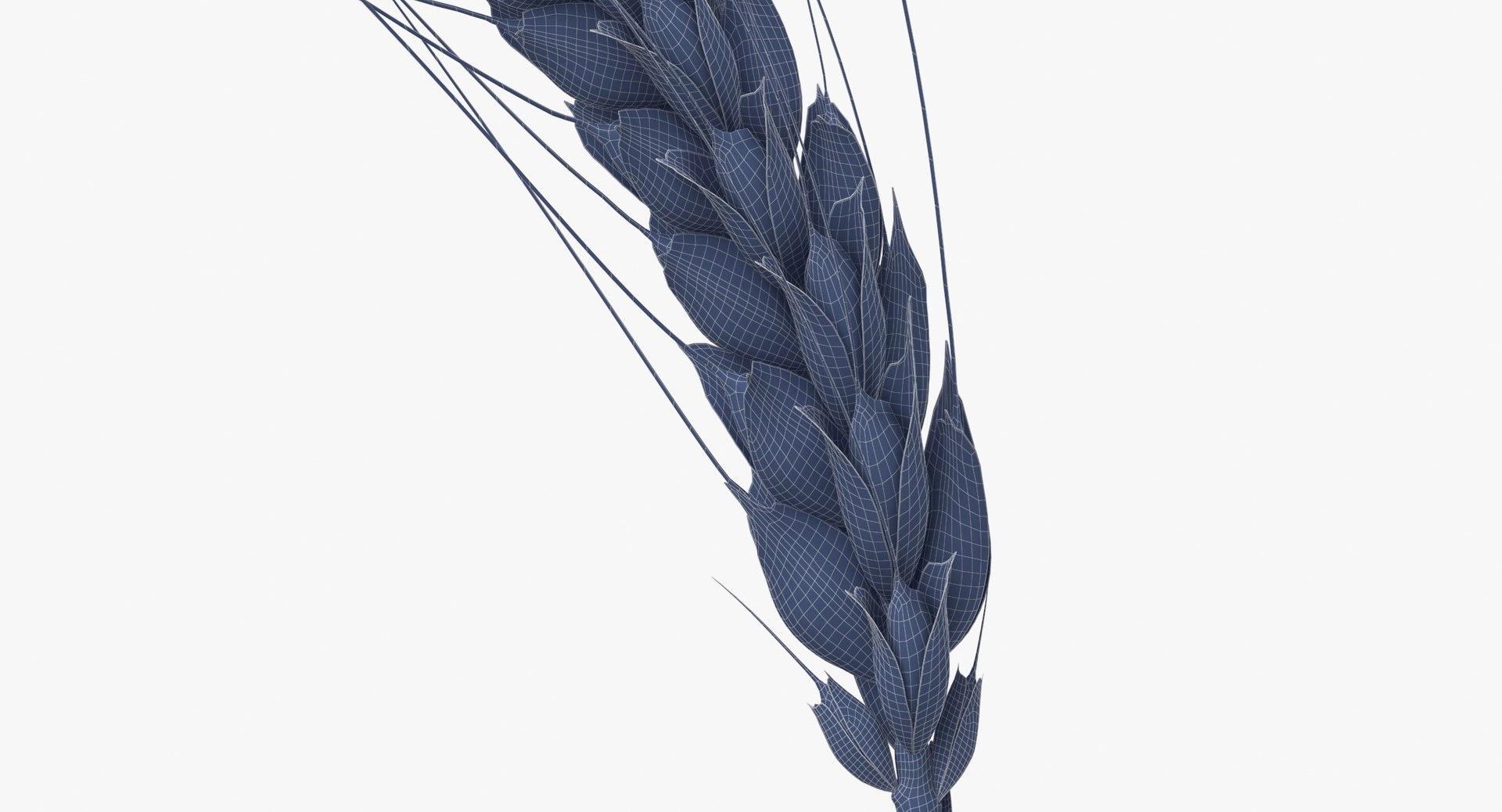 3D wheat branch 01 https://p.turbosquid.com/ts-thumb/hW/mGnV1s/oK/wheat_branch_01_wireframe_0005/jpg/1614007446/1920x1080/fit_q87/e2cea0c9b9b915883a45b4eff6b0051477612d8c/wheat_branch_01_wireframe_0005.jpg