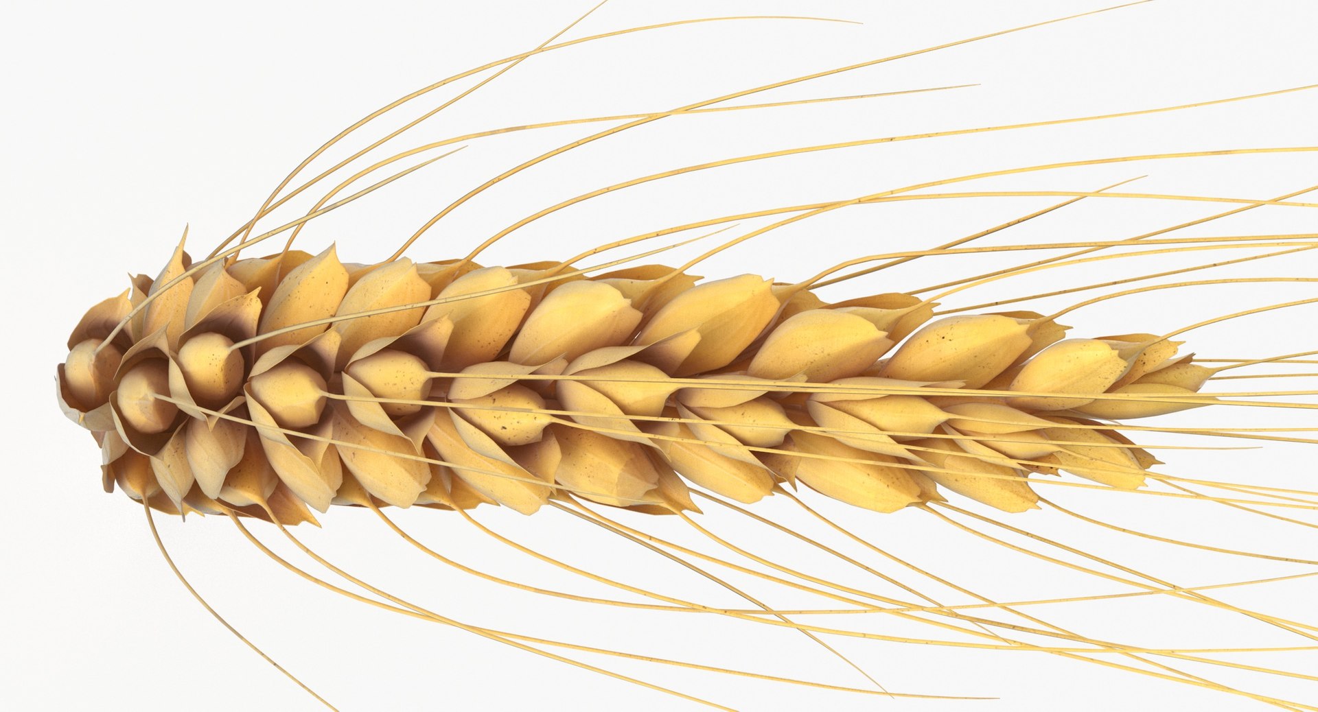 3D wheat branch 01 https://p.turbosquid.com/ts-thumb/hW/mGnV1s/os/wheat_branch_01_thumbnail_0006/jpg/1614007416/1920x1080/fit_q87/ebc3c29a3dddc239e0c550c573f3b1286bc8b5c4/wheat_branch_01_thumbnail_0006.jpg