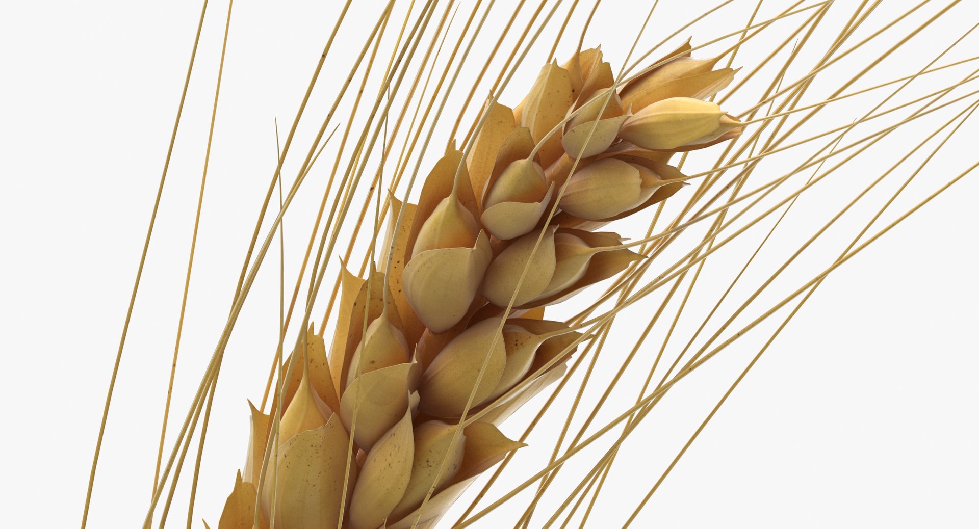 3D wheat branch 01 https://p.turbosquid.com/ts-thumb/hW/mGnV1s/rF/wheat_branch_01_thumbnail_0008/jpg/1614007424/1920x1080/fit_q87/6d4c0aa90adae79c2b1d4b152dfe6ce0255d3275/wheat_branch_01_thumbnail_0008.jpg