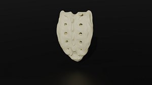 3D Os Sacrum