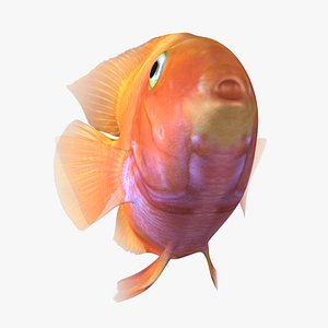 3D blood parrot cichlid animation model