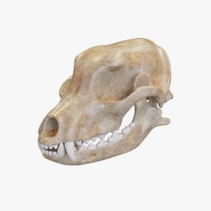 Dog Skull