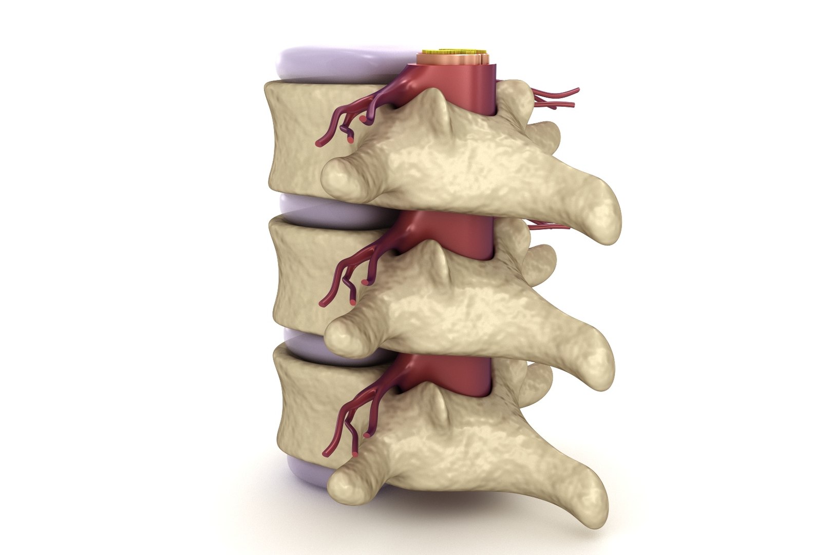 3d human spine : nerve