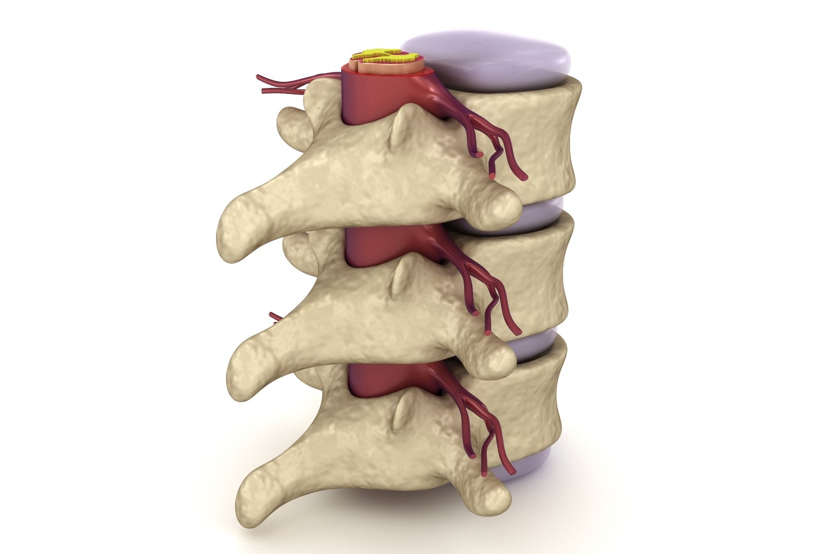 3d human spine : nerve