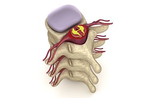 3d human spine : nerve
