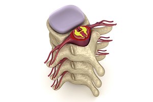 Human spine in details : nerve , disc