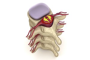 Human spine in details : nerve , disc