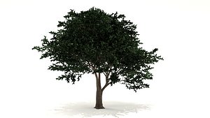 Lemon Tree 3D Model