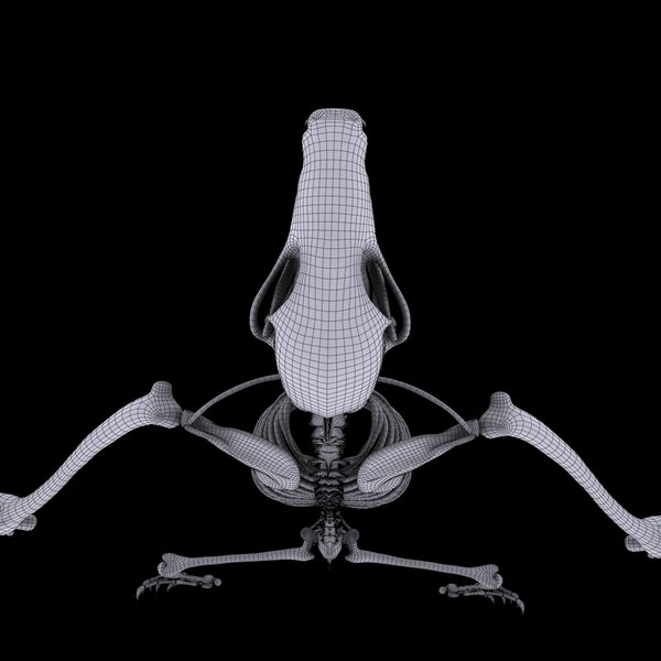 Bat skeleton bone 3D model - TurboSquid 1300280