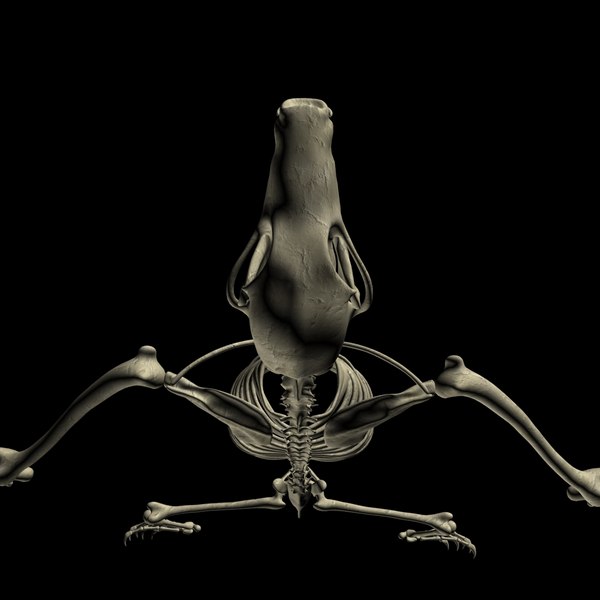 Bat skeleton bone 3D model - TurboSquid 1300280