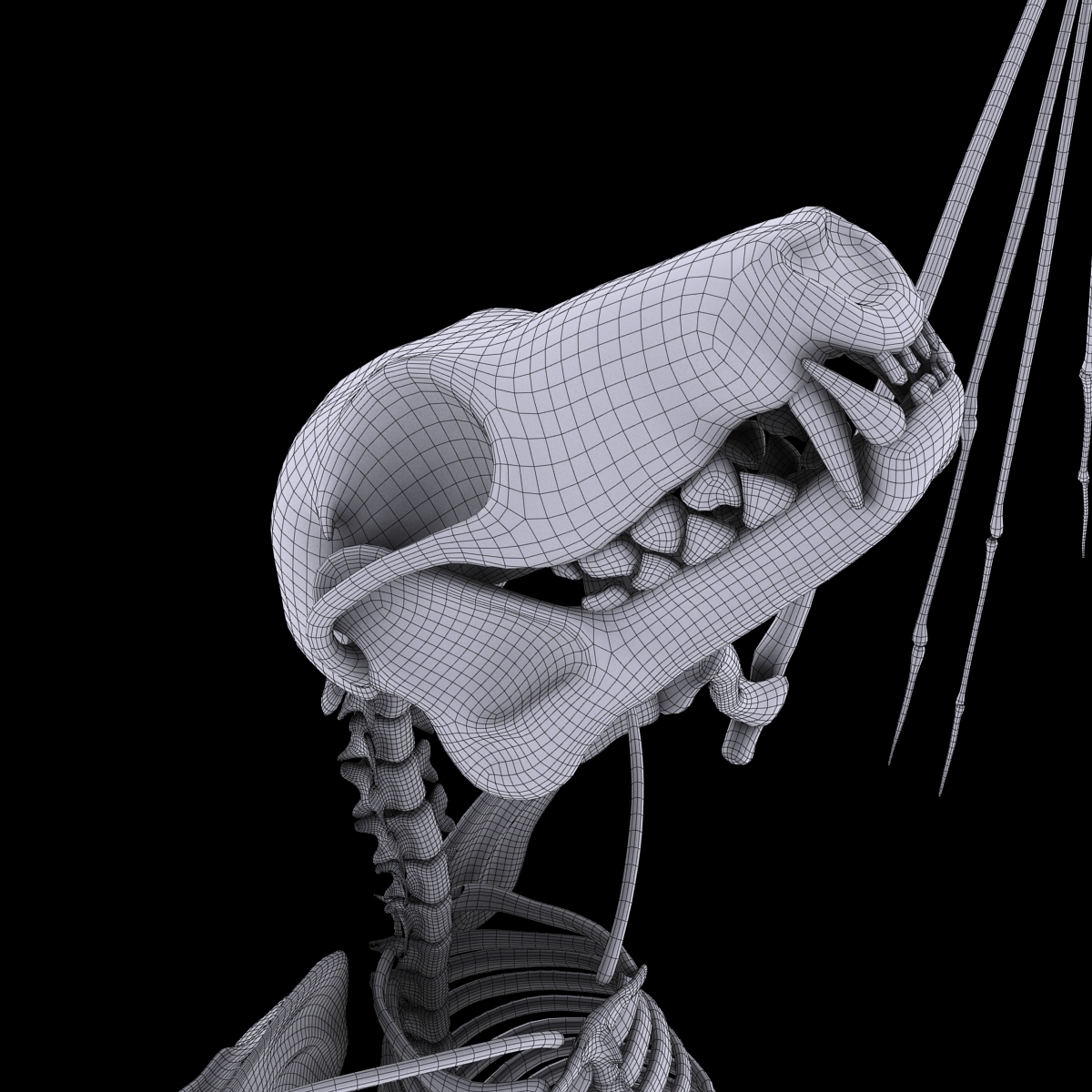 Bat skeleton bone 3D model - TurboSquid 1300280