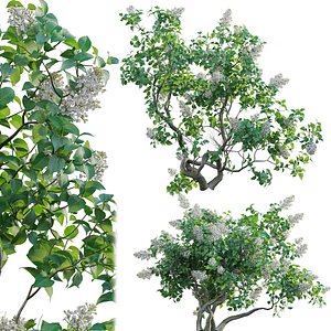 Syringa vulgaris - Common Lilac 02