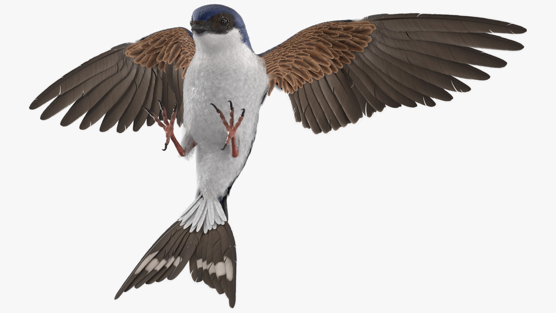 3D Urban Swallow Bird Approaching Nest https://p.turbosquid.com/ts-thumb/hX/RZelx9/3N/urban_swallow_bird_approaching_nest_003/jpg/1757922910/1920x1080/fit_q87/6fd17dfdf34dc2138efc5b05071cbd4f294274fa/urban_swallow_bird_approaching_nest_003.jpg