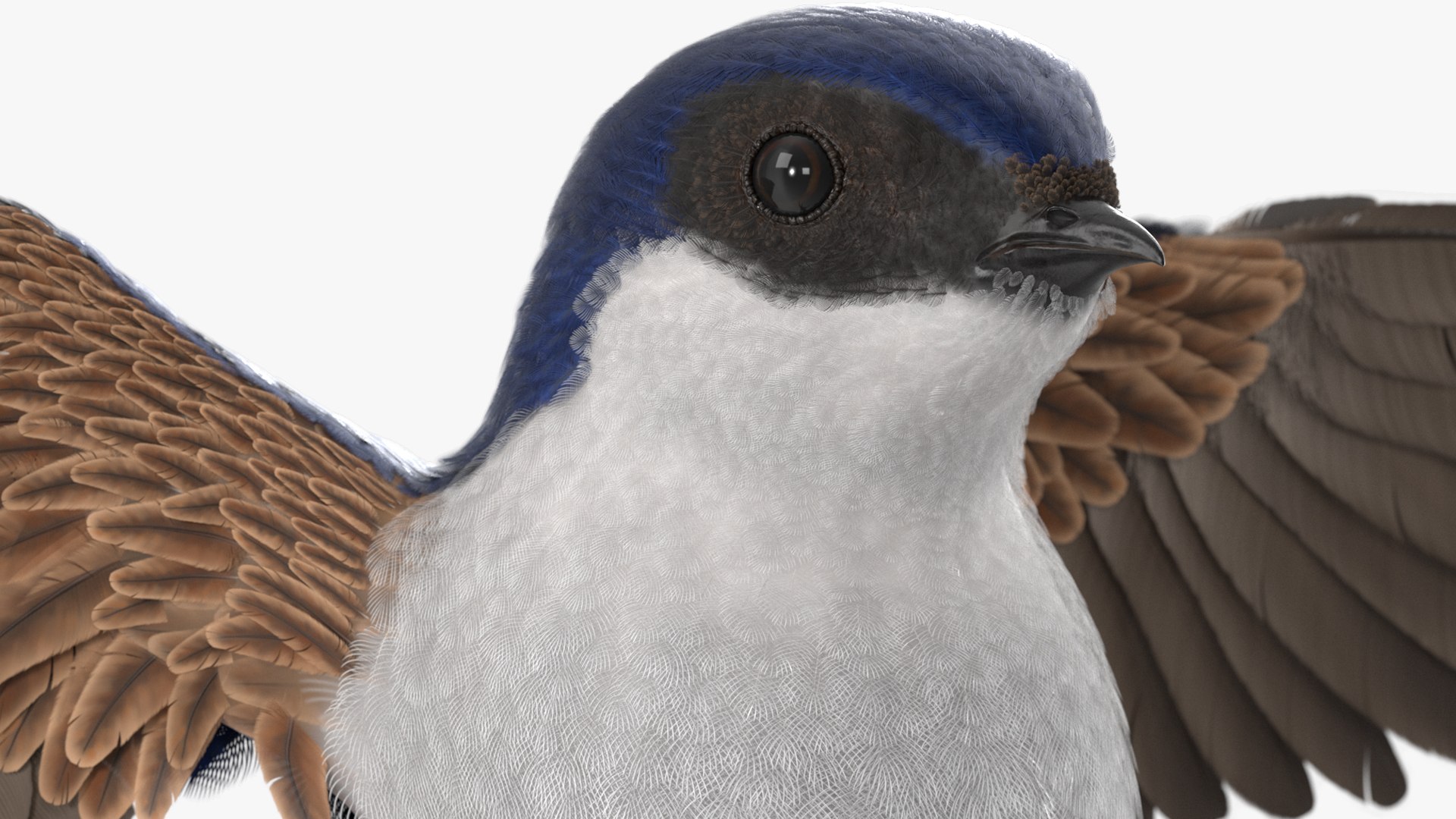 3D Urban Swallow Bird Approaching Nest https://p.turbosquid.com/ts-thumb/hX/RZelx9/Kg/urban_swallow_bird_approaching_nest_007/jpg/1757922922/1920x1080/fit_q87/396de92428ebba4f9610aee6fd91ea8a8ad7fe04/urban_swallow_bird_approaching_nest_007.jpg