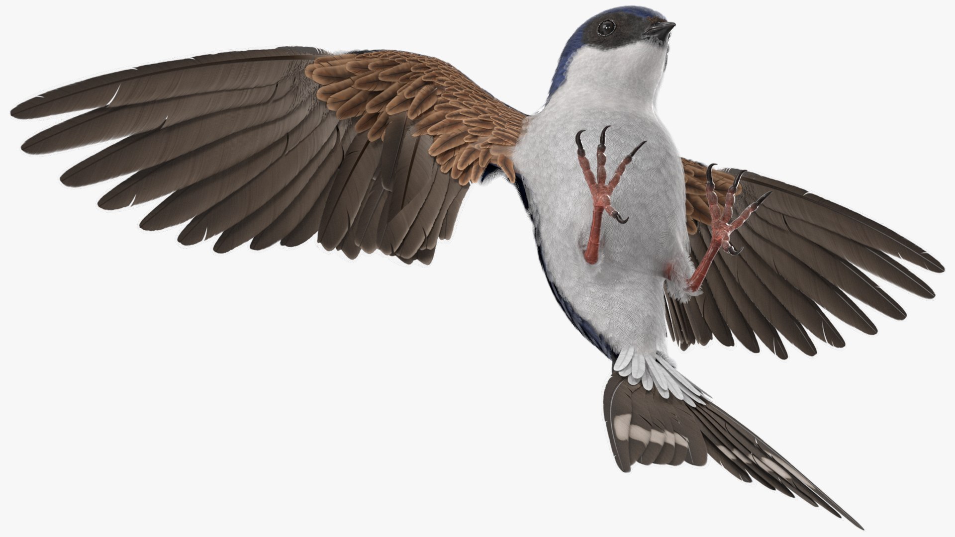 3D Urban Swallow Bird Approaching Nest https://p.turbosquid.com/ts-thumb/hX/RZelx9/qO/urban_swallow_bird_approaching_nest_005/jpg/1757922916/1920x1080/fit_q87/02172a59efa23fc01d62fc20f0b5e1915d655fc6/urban_swallow_bird_approaching_nest_005.jpg