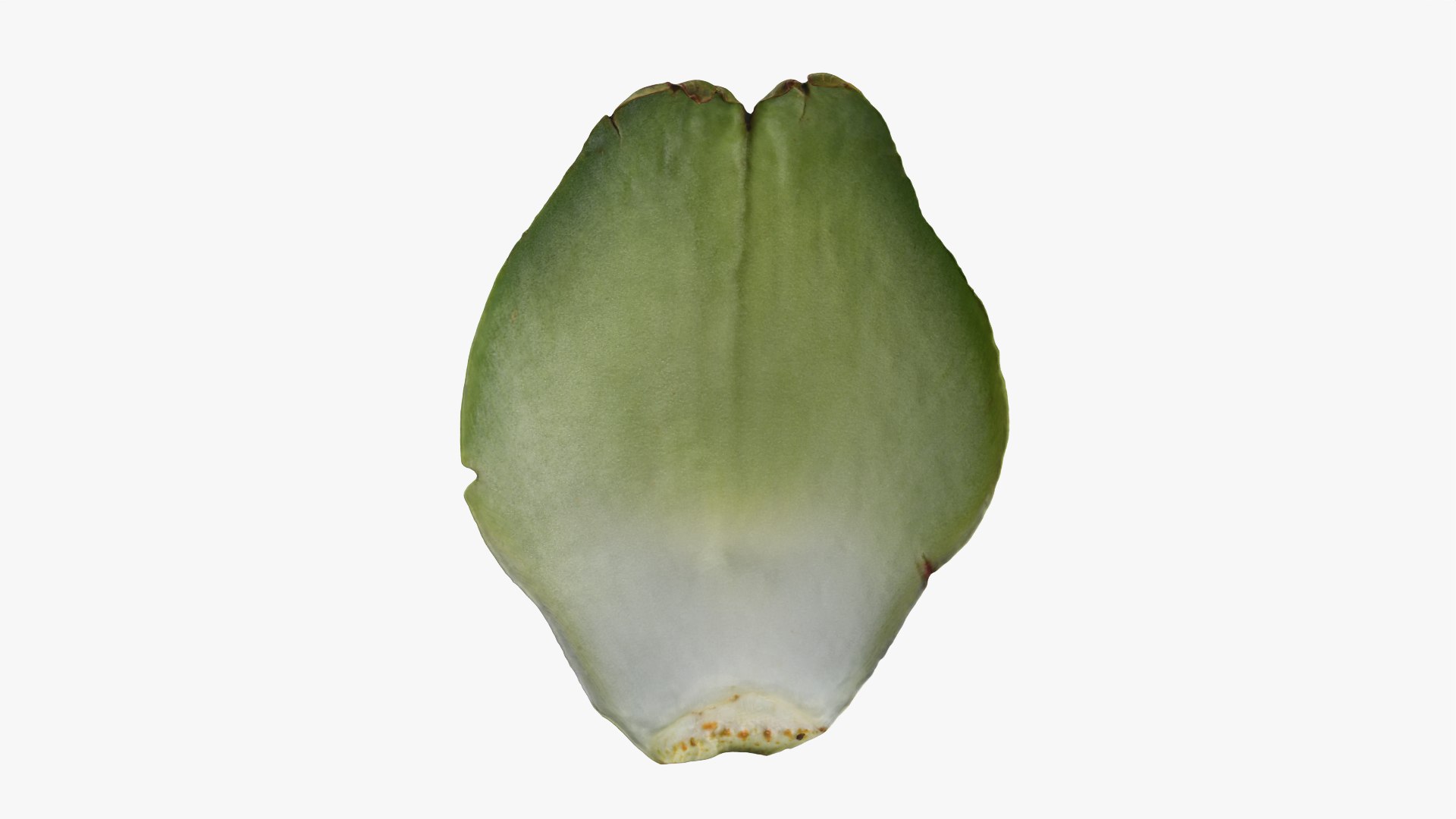 3D Artichoke Leaf 01 https://p.turbosquid.com/ts-thumb/hX/YGwrva/8f/artichokeleaf01_0008/png/1759915976/1920x1080/fit_q87/bffb5afb971492d6590a2508feda82018854d6be/artichokeleaf01_0008.jpg
