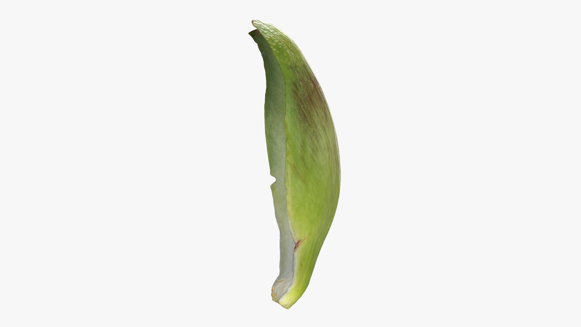 3D Artichoke Leaf 01 https://p.turbosquid.com/ts-thumb/hX/YGwrva/BF/artichokeleaf01_0006/png/1759915972/1920x1080/fit_q87/29c6238696fc414d5f3b24cb7d868a68751a4713/artichokeleaf01_0006.jpg