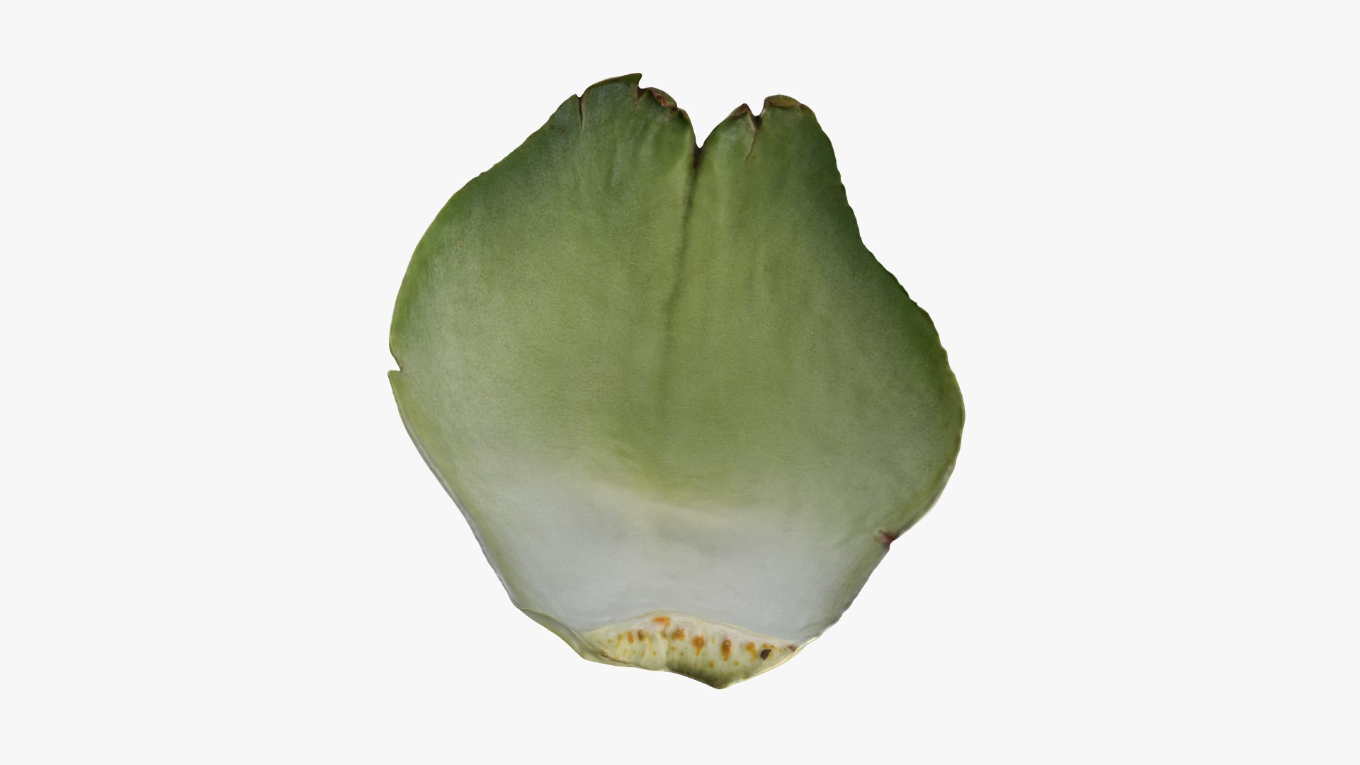3D Artichoke Leaf 01 https://p.turbosquid.com/ts-thumb/hX/YGwrva/EM/artichokeleaf01_0012/png/1759915982/1920x1080/fit_q87/ad595cdc09412d7a21c31f06d8f0295a9d1a1be1/artichokeleaf01_0012.jpg