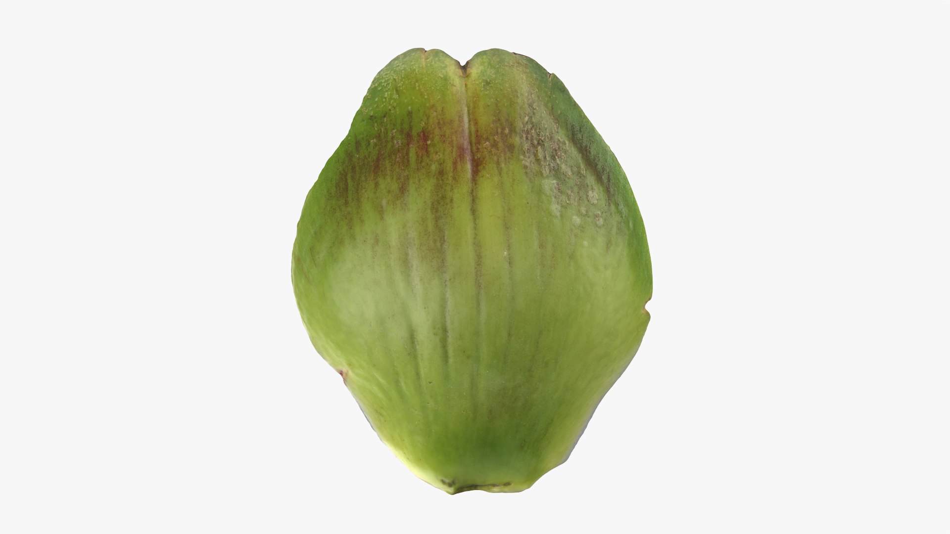 3D Artichoke Leaf 01 https://p.turbosquid.com/ts-thumb/hX/YGwrva/Eu/artichokeleaf01_0009/png/1759915990/1920x1080/fit_q87/b331fc73de0f47a7a5a6e1800bb1731b2e81d4eb/artichokeleaf01_0009.jpg
