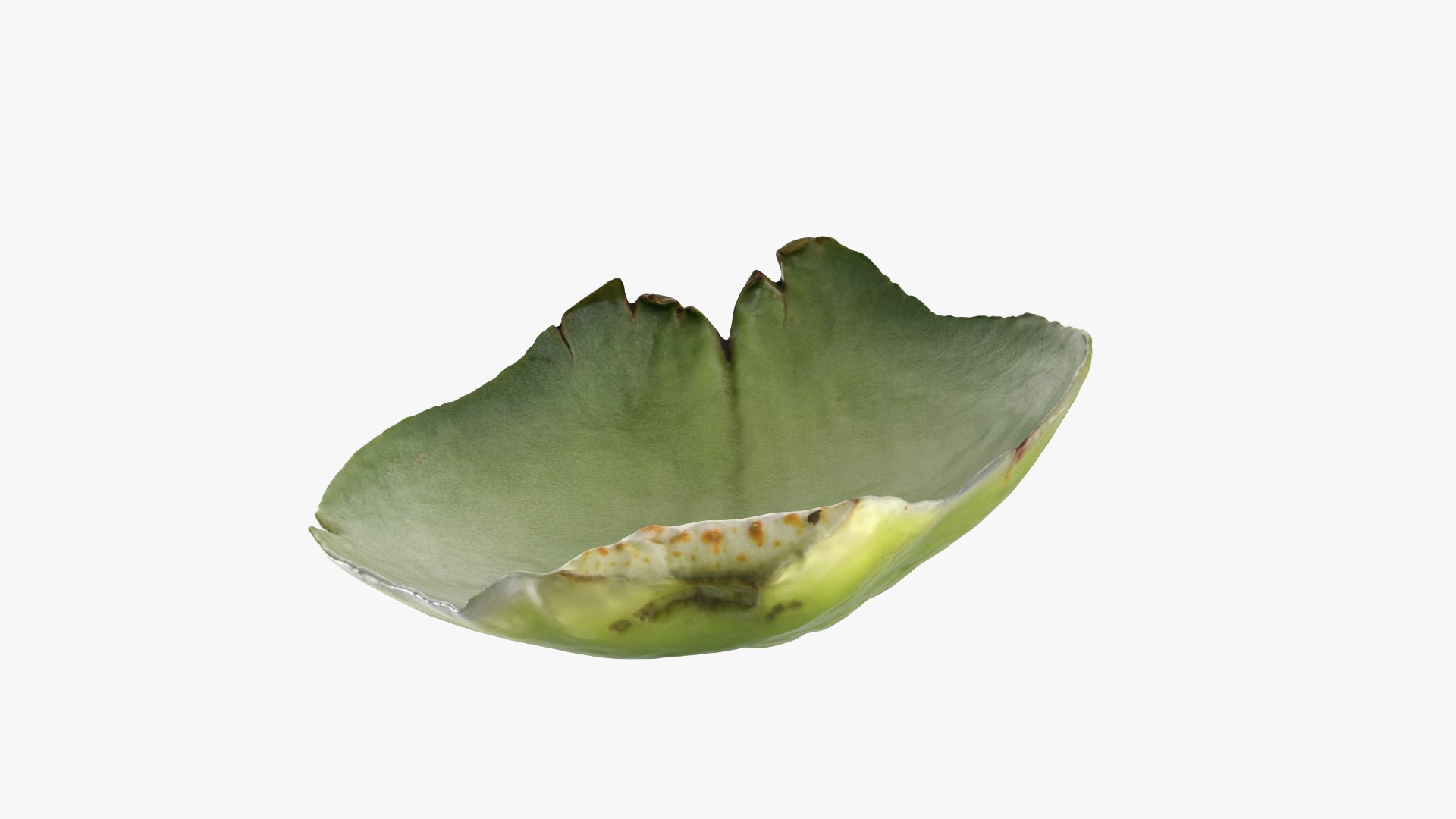 3D Artichoke Leaf 01 https://p.turbosquid.com/ts-thumb/hX/YGwrva/F4/artichokeleaf01_0011/png/1759915981/1920x1080/fit_q87/2f35b92740da97ed33f381ba815deaec9749f129/artichokeleaf01_0011.jpg