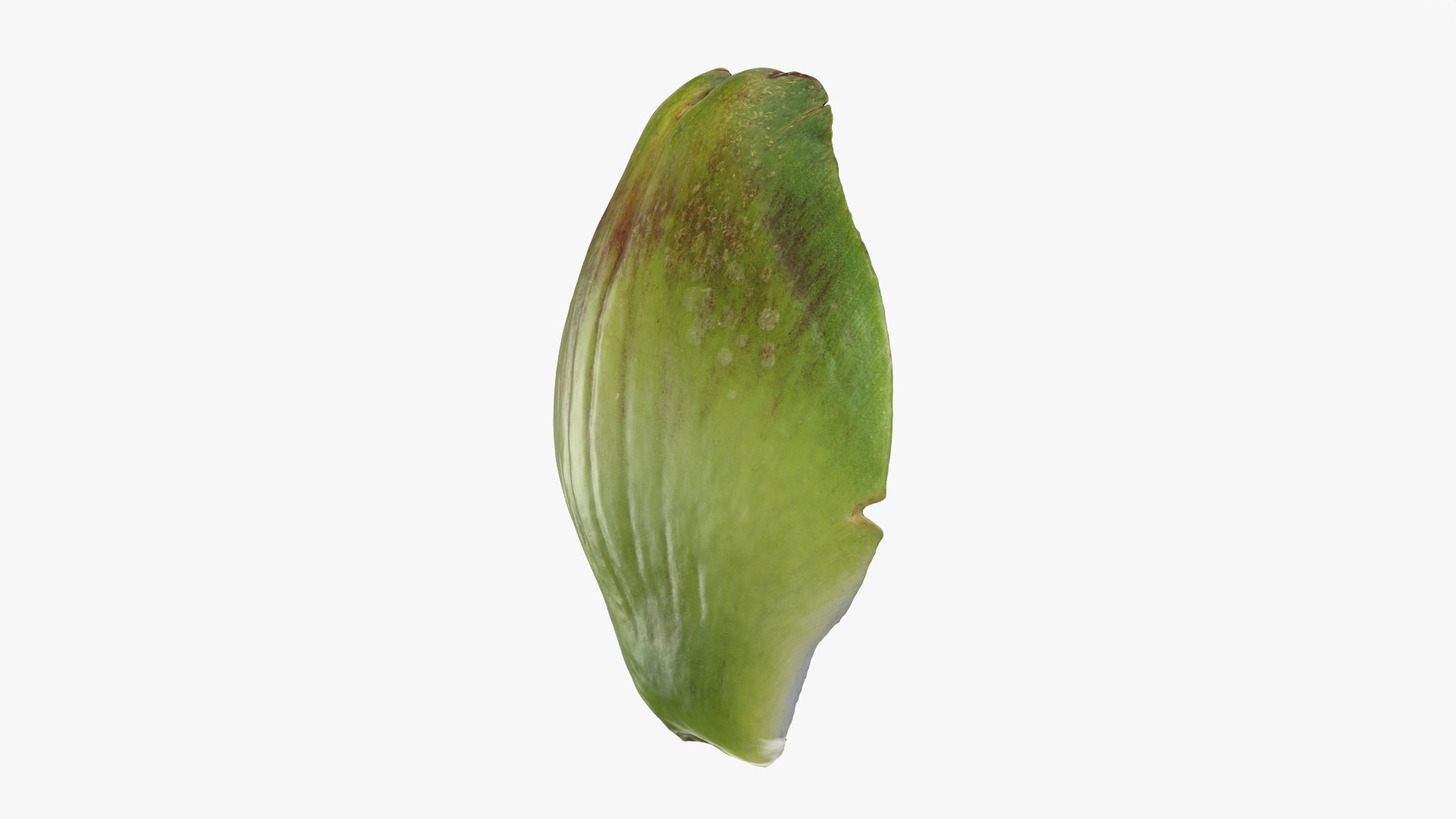 3D Artichoke Leaf 01 https://p.turbosquid.com/ts-thumb/hX/YGwrva/fx/artichokeleaf01_0007/png/1759915974/1920x1080/fit_q87/95cce39887bd45133185690bb40498fd73cff5b3/artichokeleaf01_0007.jpg