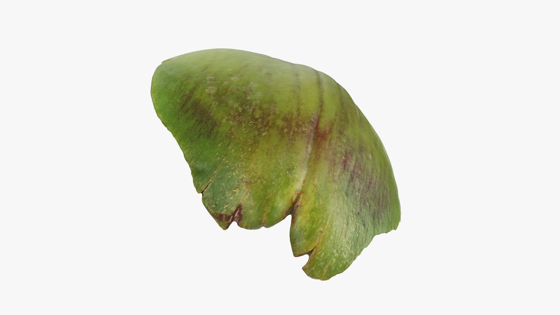 3D Artichoke Leaf 01 https://p.turbosquid.com/ts-thumb/hX/YGwrva/k4/artichokeleaf01_0005/png/1759915972/1920x1080/fit_q87/432e9a5b9687de7dc258209c7249d2bf08d7da22/artichokeleaf01_0005.jpg