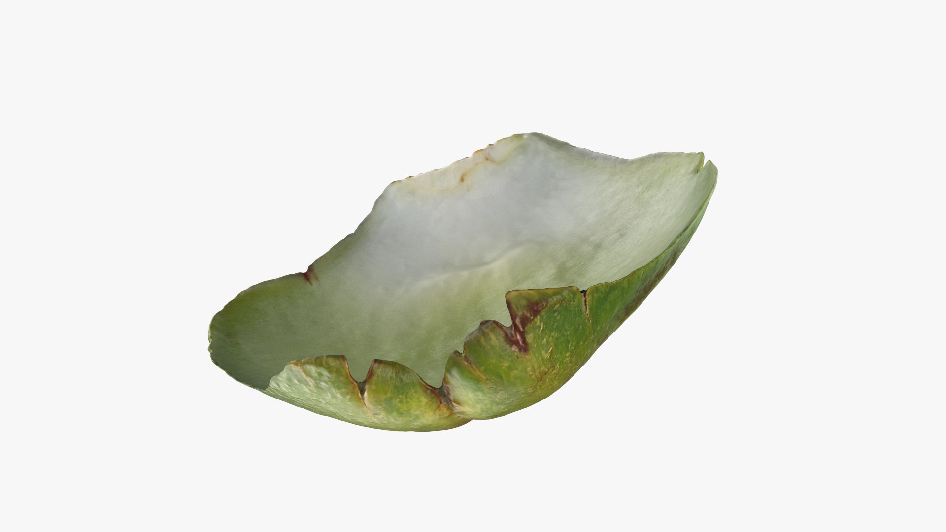 3D Artichoke Leaf 01 https://p.turbosquid.com/ts-thumb/hX/YGwrva/md/artichokeleaf01_0010/png/1759915977/1920x1080/fit_q87/94913b5bd85b04f49aba1b3f6266aa38542fc633/artichokeleaf01_0010.jpg