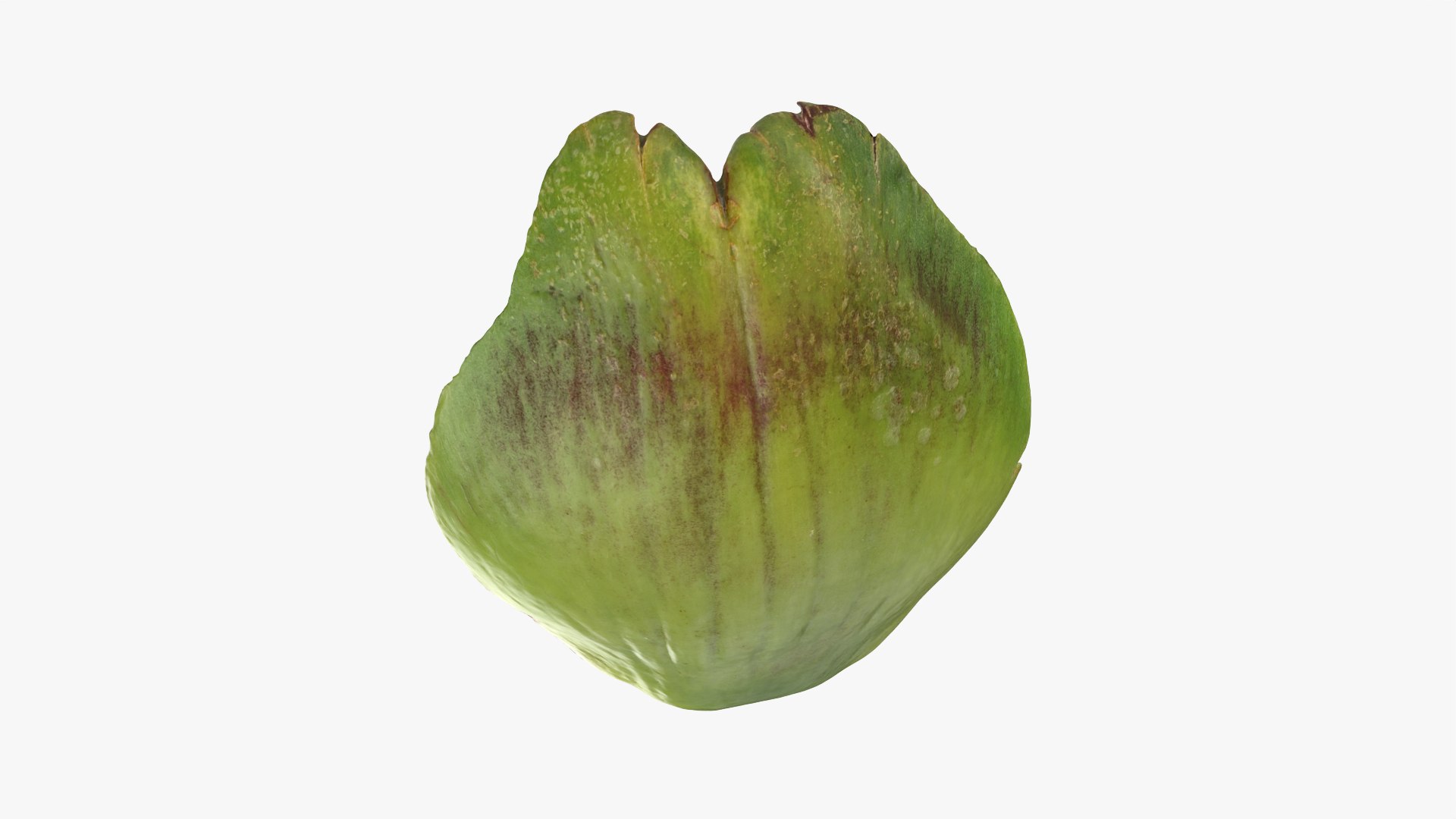 3D Artichoke Leaf 01 https://p.turbosquid.com/ts-thumb/hX/YGwrva/n6/artichokeleaf01_0003/png/1759915970/1920x1080/fit_q87/dee28d32eb1505df3b5e11851f20d62cc423bd31/artichokeleaf01_0003.jpg