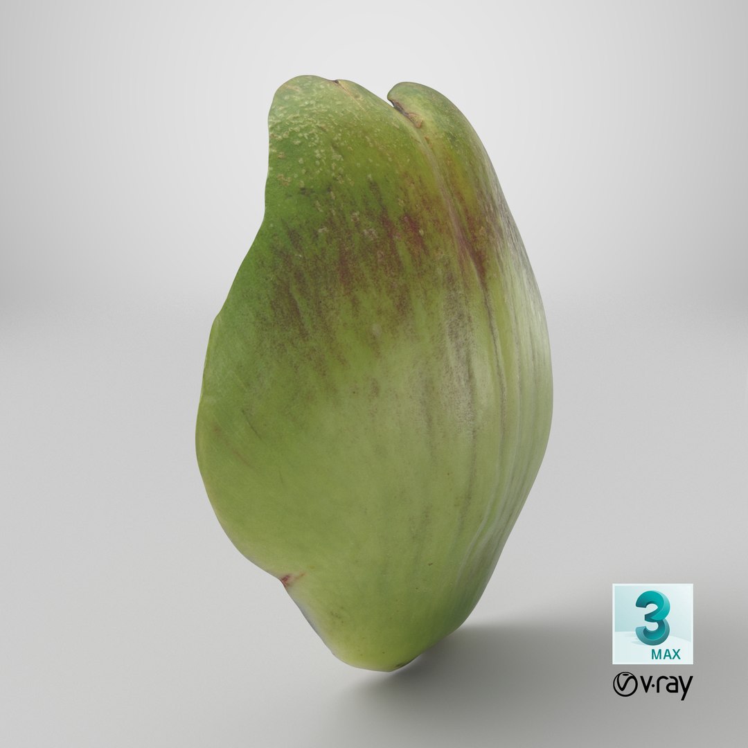 3D Artichoke Leaf 01 https://p.turbosquid.com/ts-thumb/hX/YGwrva/on/stemcell_max_vray_render/png/1761054471/1920x1080/fit_q87/304e7ce570052aab5d758a85b915ad75b3604b30/stemcell_max_vray_render.jpg