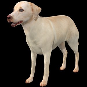 3D Labrador Retriever - Dog Rig model
