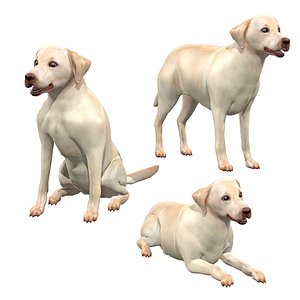 Labrador Retriever Dog