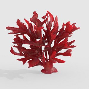 Seaweed V13