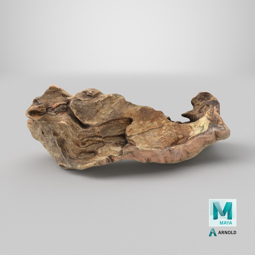3D Tree Trunk Piece 12 https://p.turbosquid.com/ts-thumb/hX/eNFob8/Je/stemcell_maya_arnold_render/png/1767725981/1920x1080/fit_q87/36522b0baf62a886e148e6bcbb7d244f81d538b0/stemcell_maya_arnold_render.jpg