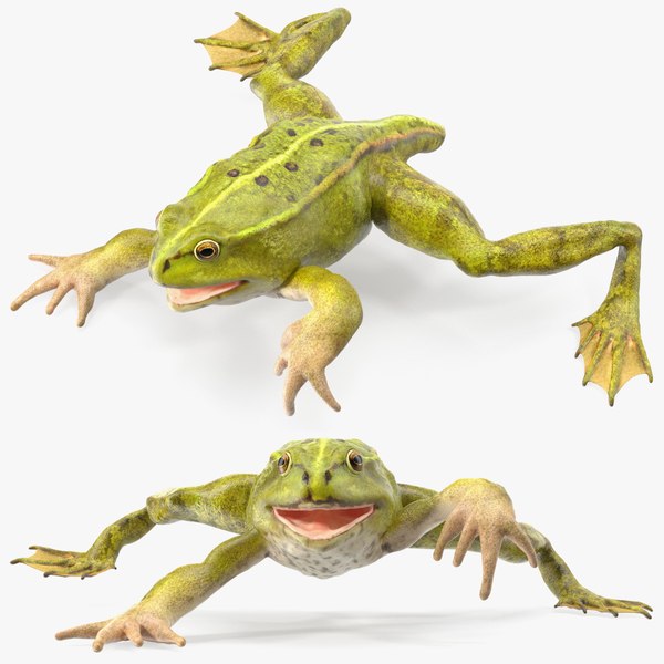 3D Froglet model