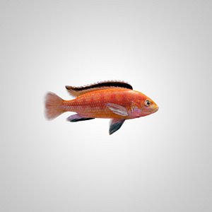 3ds max fish labidochromis colybry