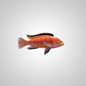 Fish Cihlida Labidochromis Colybry