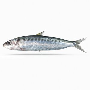 Spotted Sardine