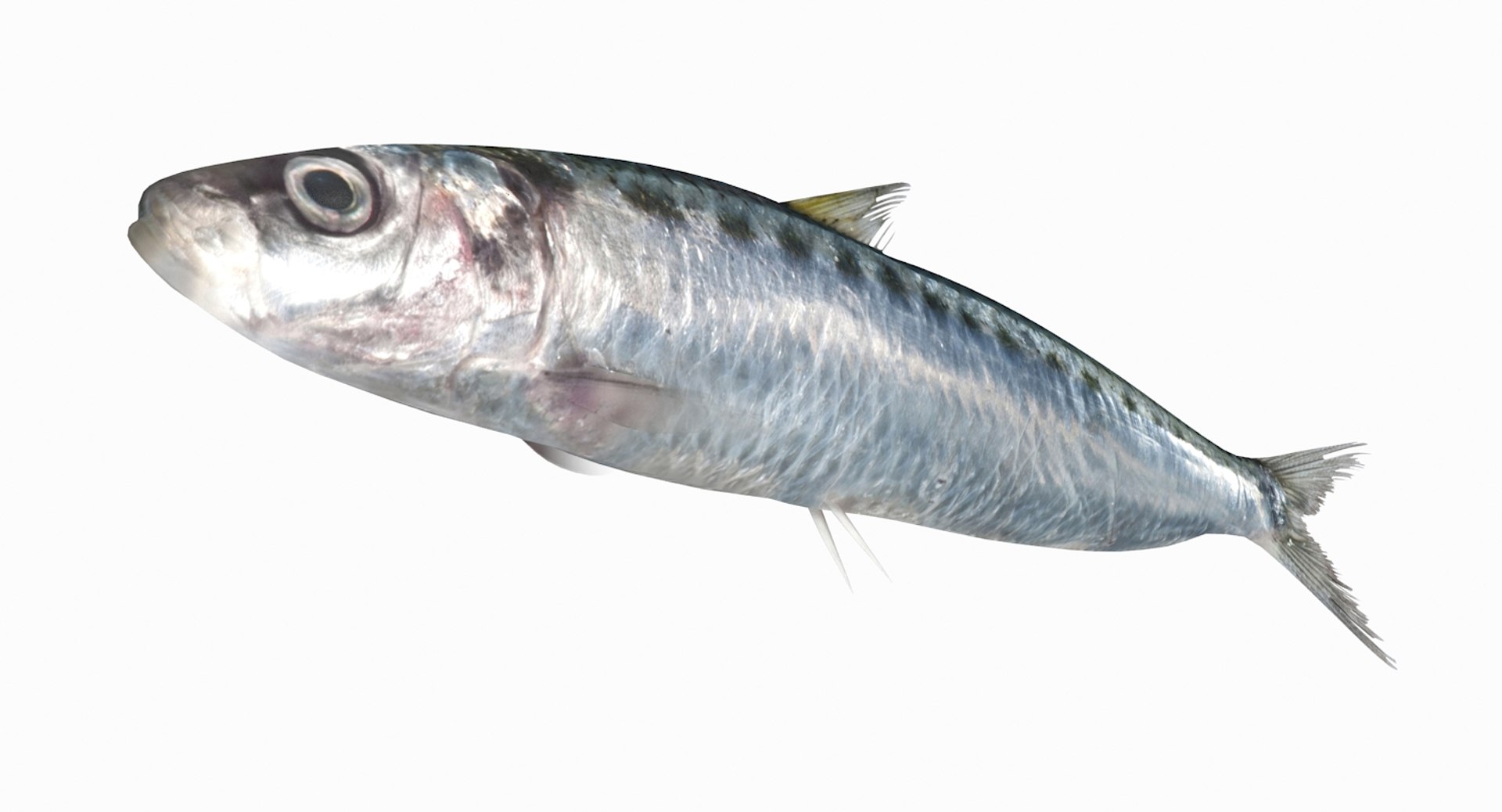 3D Spotted Sardine - TurboSquid 1171444