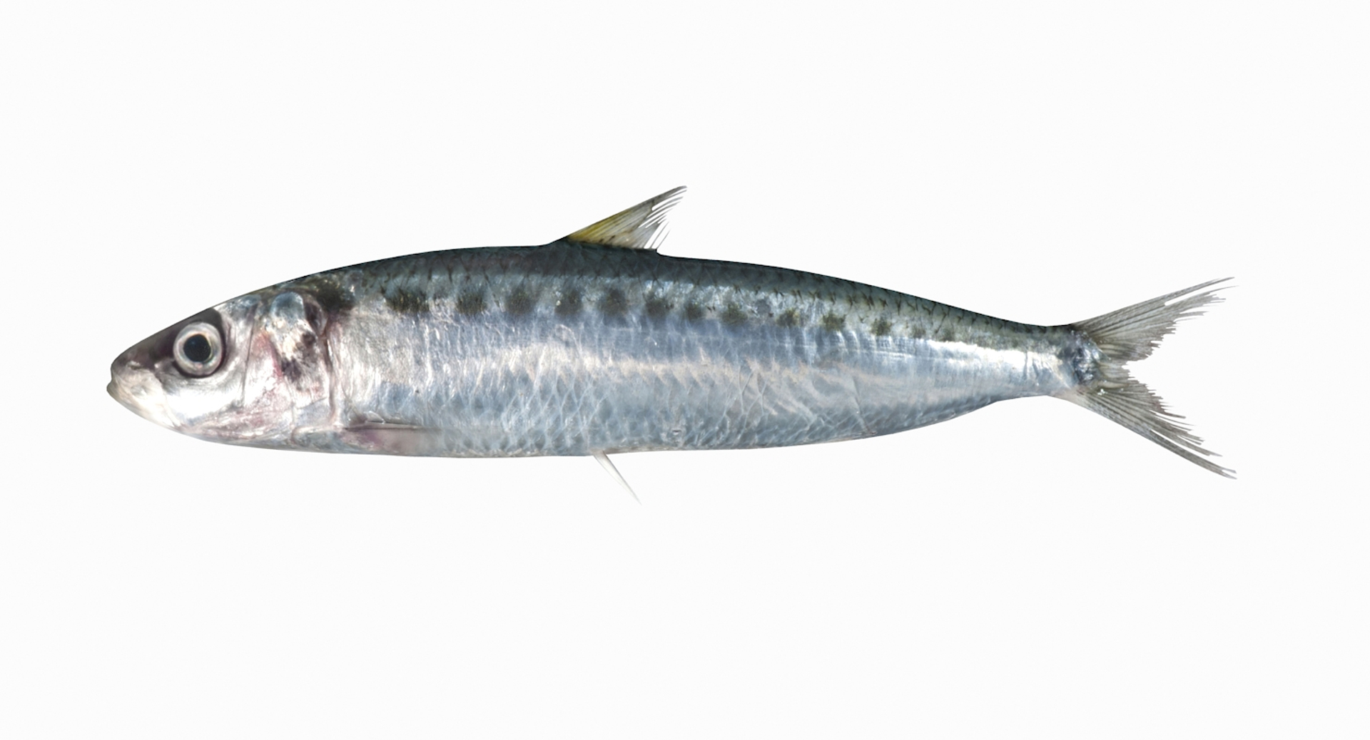 3D Spotted Sardine - TurboSquid 1171444