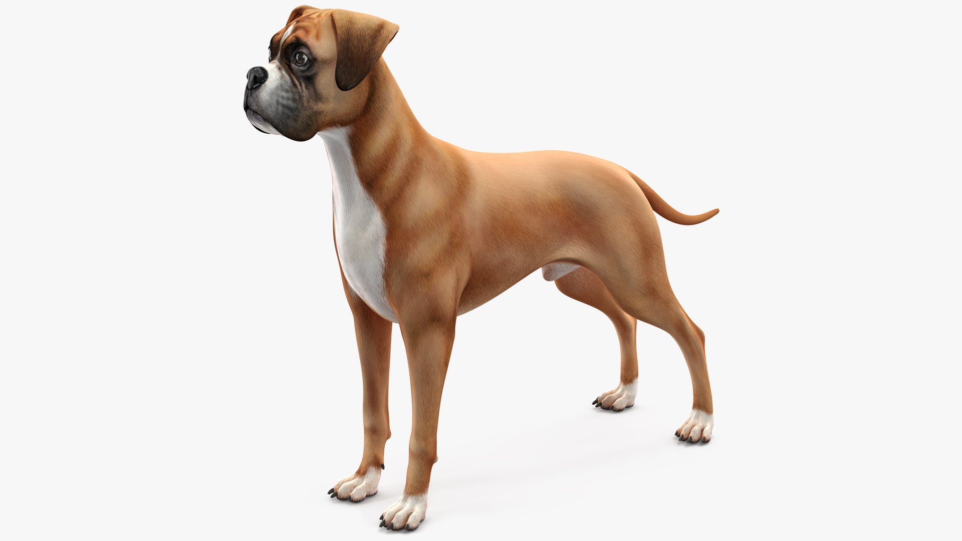 Boxer Dog 3D model preview