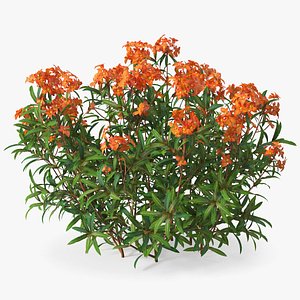 Euphorbia Griffithii model