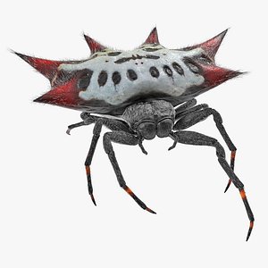 Gasteracantha Spider Walking Pose with Fur 3D Model
