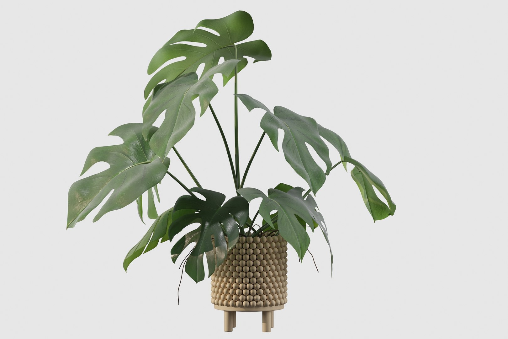 3D Monstera in wooden pot model https://p.turbosquid.com/ts-thumb/hY/RdGgrN/6J/monstera221/jpg/1649152533/1920x1080/fit_q87/c044b988a56f33d170e5f3217b7395e334ed2d76/monstera221.jpg