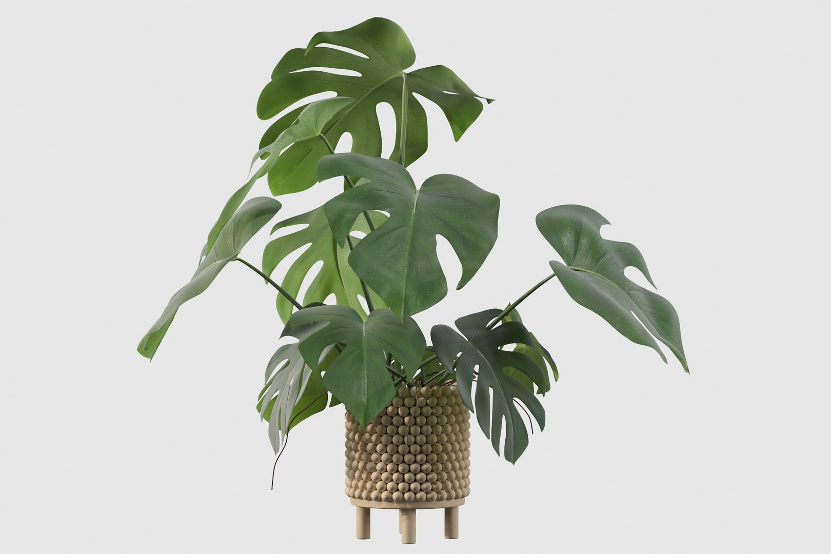 3D Monstera in wooden pot model https://p.turbosquid.com/ts-thumb/hY/RdGgrN/vp/monstera225/jpg/1649152534/1920x1080/fit_q87/7a335168205b7b75e7c485904dbcd90e656359df/monstera225.jpg