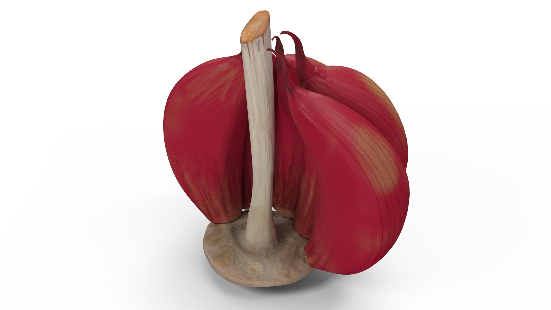 Half Head of Garlic Red 3D model preview