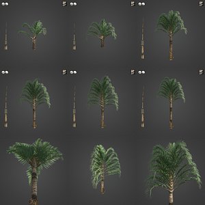 2021 PBR Triangle Palm Collection - Neodypsis Decaryi 3D model