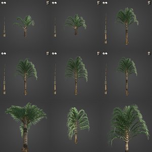 2021 PBR Triangle Palm Collection - Neodypsis Decaryi