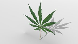 3d model hemp leaf