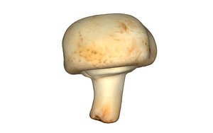 Mushroom